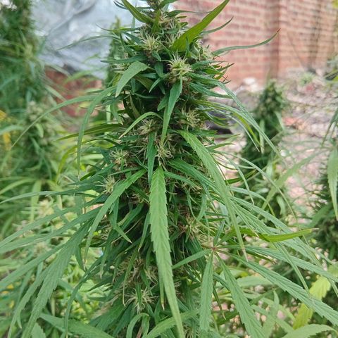 Mango biche #6 growlog photo: Fecundado! Tiene semillas y sus pistilos ya están casi completamente cafés.  Aroma dulce y afectado, a Mango biche. 