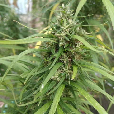 Mango biche #6 growlog photo: Fecundado! Tiene semillas y sus pistilos ya están casi completamente cafés.  Aroma dulce y afectado, a Mango biche. 
