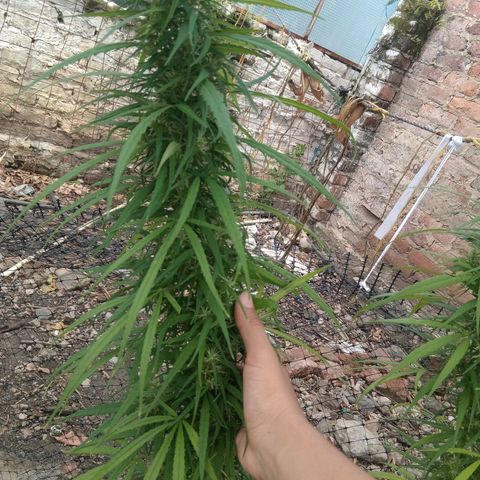 Mango Biche #1 growlog photo: Esta fecundada! Tiene semillas y sus pistilo comenzaron su cambio de color. Aroma a mango con diésel y especias. Menos dulce.