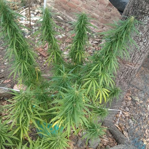 Mango Biche #1 growlog photo: Esta fecundada! Tiene semillas y sus pistilo comenzaron su cambio de color. Aroma a mango con diésel y especias. Menos dulce.