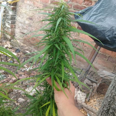 Mango Biche #1 growlog photo: Esta fecundada! Tiene semillas y sus pistilo comenzaron su cambio de color. Aroma a mango con diésel y especias. Menos dulce.