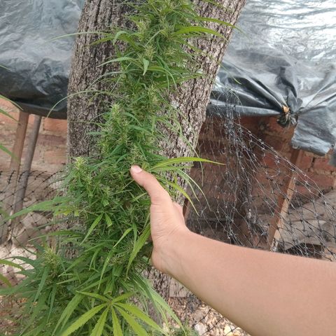 Mango Biche #1 growlog photo: Esta fecundada! Tiene semillas y sus pistilo comenzaron su cambio de color. Aroma a mango con diésel y especias. Menos dulce.