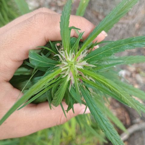 Mango Biche #1 growlog timeline photo