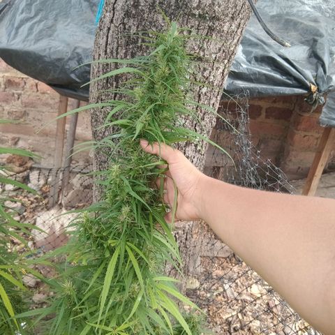Mango Biche #1 growlog photo: Esta fecundada! Tiene semillas y sus pistilo comenzaron su cambio de color. Aroma a mango con diésel y especias. Menos dulce.