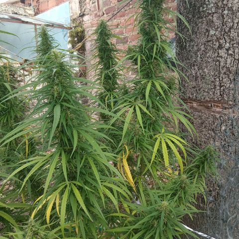 Mango Biche #1 growlog photo: Esta fecundada! Tiene semillas y sus pistilo comenzaron su cambio de color. Aroma a mango con diésel y especias. Menos dulce.