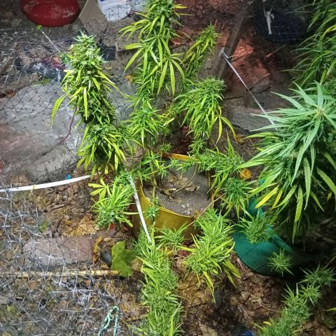 Mango biche #6 growlog photo: Ya casi lista, un cogollo se rompió así que lo guardé primero. 