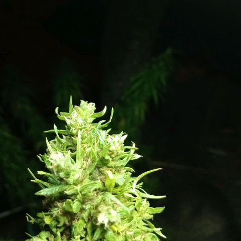 Mango biche #6 growlog photo: Ya casi lista, un cogollo se rompió así que lo guardé primero. 