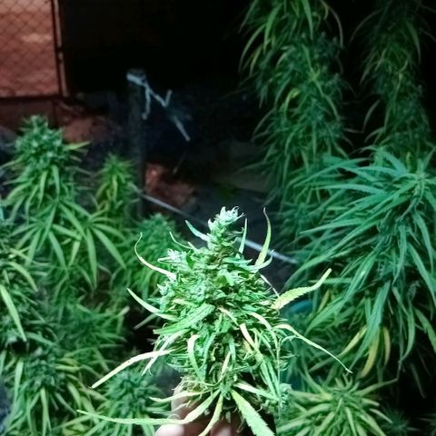 Mango biche #6 growlog photo: Ya casi lista, un cogollo se rompió así que lo guardé primero. 