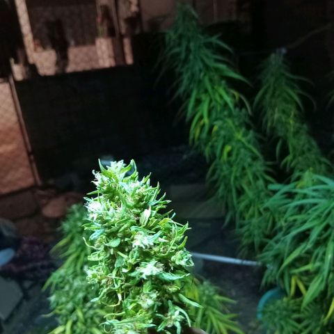 Mango biche #6 growlog photo: Ya casi lista, un cogollo se rompió así que lo guardé primero. 