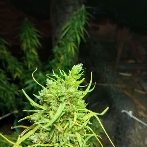Mango biche #6 growlog photo: Ya casi lista, un cogollo se rompió así que lo guardé primero. 