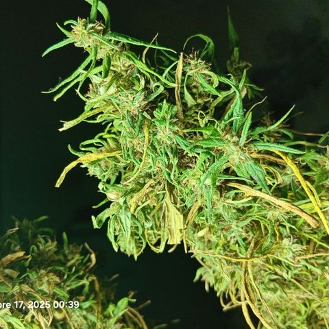 Mango biche #6 growlog photo: El manicura se realizará después de que esté seca, es clima cálido y quiero que conserve la humedad óptima. Terpenos hermosos y blanquecinos, aromático a mango fuerte cogollos densos