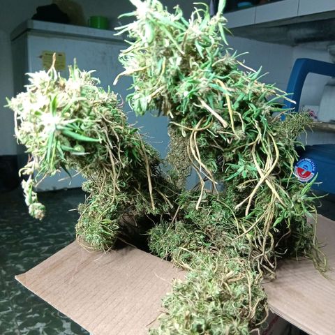 Mango biche #6 growlog photo: El manicura se realizará después de que esté seca, es clima cálido y quiero que conserve la humedad óptima. Terpenos hermosos y blanquecinos, aromático a mango fuerte cogollos densos
