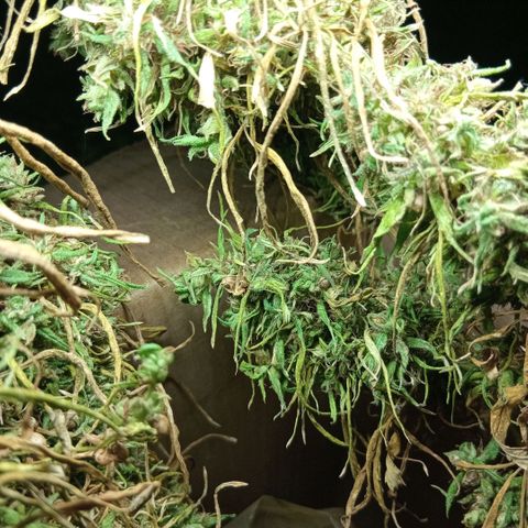 Mango biche #6 growlog photo: El manicura se realizará después de que esté seca, es clima cálido y quiero que conserve la humedad óptima. Terpenos hermosos y blanquecinos, aromático a mango fuerte cogollos densos