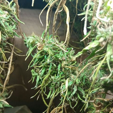 Mango biche #6 growlog photo: El manicura se realizará después de que esté seca, es clima cálido y quiero que conserve la humedad óptima. Terpenos hermosos y blanquecinos, aromático a mango fuerte cogollos densos