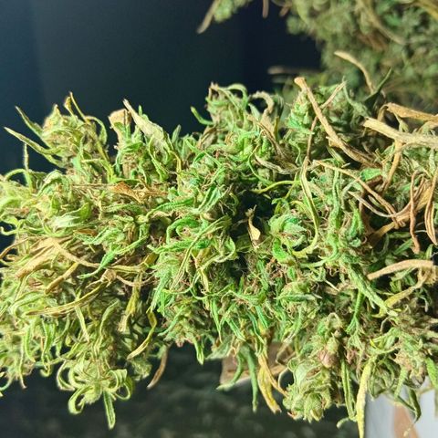 Mango biche #6 growlog photo: El manicura se realizará después de que esté seca, es clima cálido y quiero que conserve la humedad óptima. Terpenos hermosos y blanquecinos, aromático a mango fuerte cogollos densos