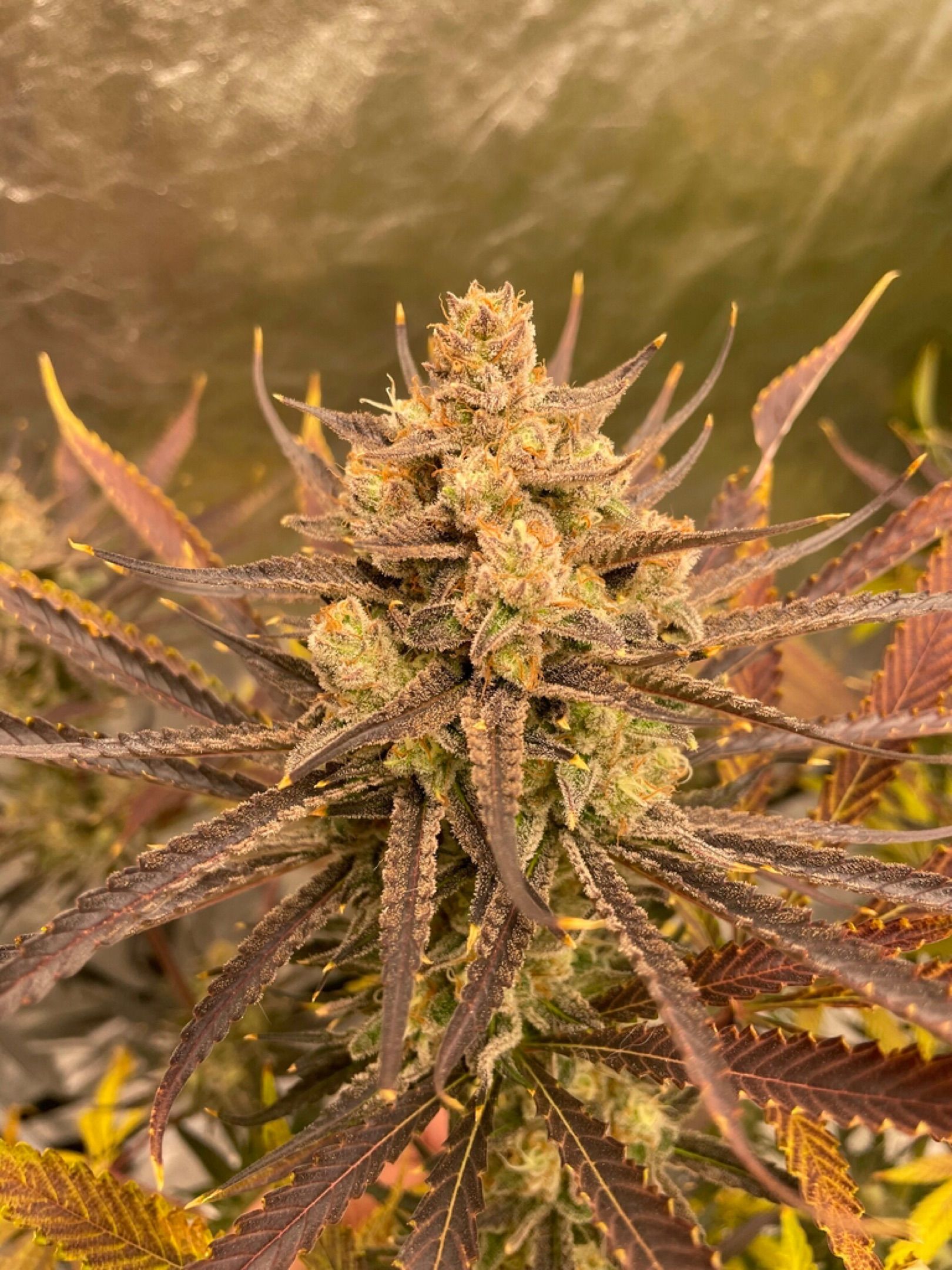 Bruce lemon diesel growlog header