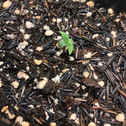 GSC 🌱 growlog photo: 3º dia de vida 🌱