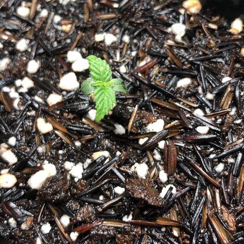 GSC 🌱 growlog photo: 4º dia de vida 🌱
