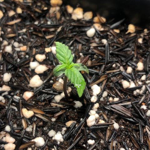 GSC 🌱 growlog photo: 5º dia de vida 🌱