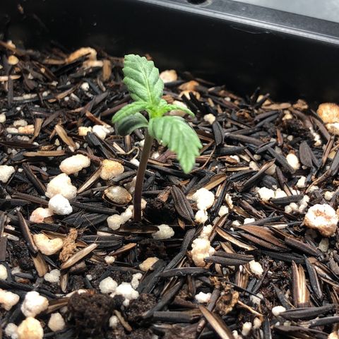 GSC 🌱 growlog photo: 6º dia de vida 🌱