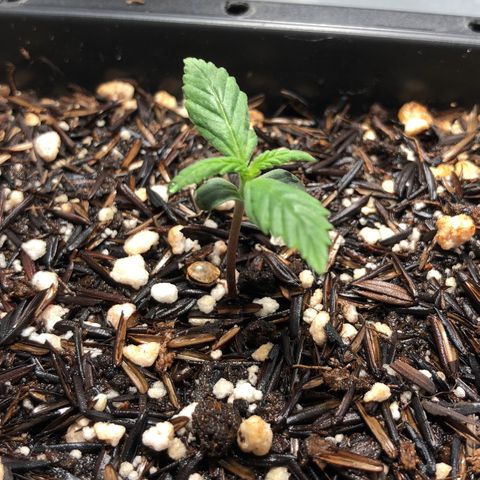 GSC 🌱 growlog photo: 7º dia de vida 🌱