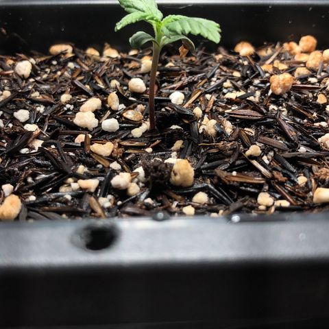 GSC 🌱 growlog photo: 7º dia de vida 🌱