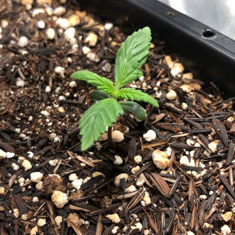 GSC 🌱 growlog photo: 8º dia de vida 🌱