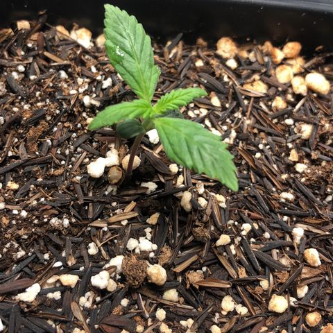 GSC 🌱 growlog photo: 8º dia de vida 🌱