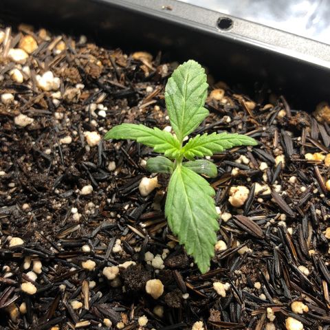 GSC 🌱 growlog photo: 9ª dia de vida 🌱