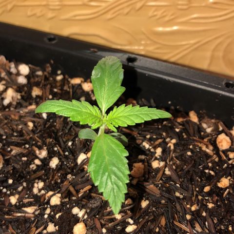GSC 🌱 growlog photo: 10° dia de vida 🌱