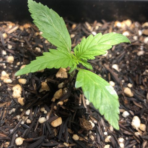 GSC 🌱 growlog photo: 11º dia de vida 🌱