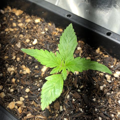 GSC 🌱 growlog photo: 12º dia de vida 🌱