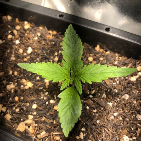 GSC 🌱 growlog photo: 12º dias de vida 🌱