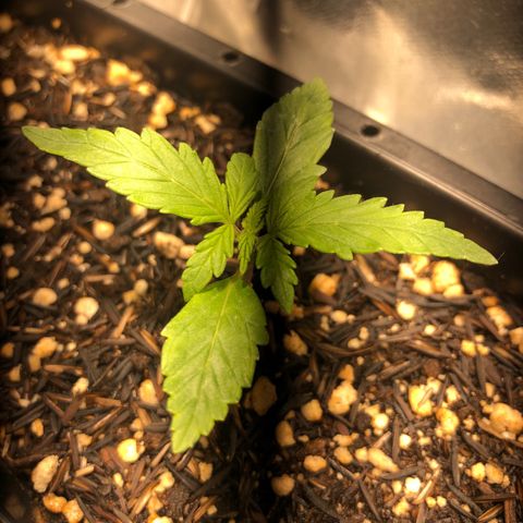 GSC 🌱 growlog photo: 13º dia de vida 🌱