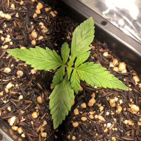 GSC 🌱 growlog photo: 13º dia de vida 🌱