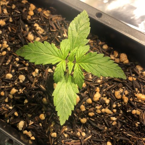 GSC 🌱 growlog timeline photo