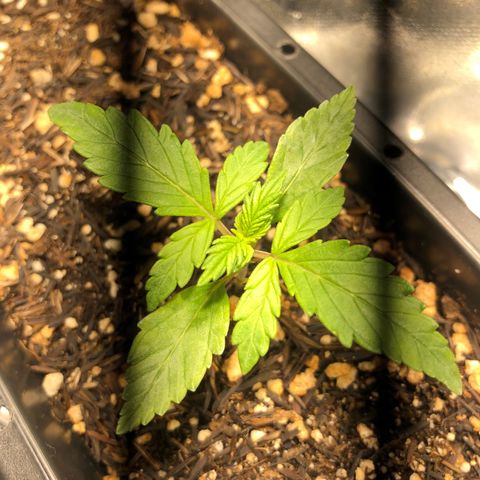 GSC 🌱 growlog photo: 14º dia de vida 🌱
