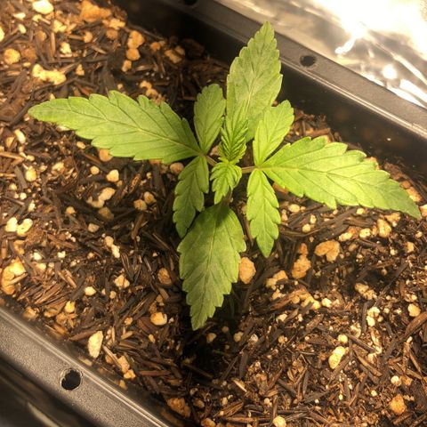 GSC 🌱 growlog photo: 14º dia de vida 🌱