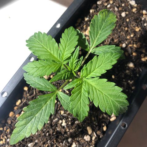 GSC 🌱 growlog photo: 18º dia de vida !
