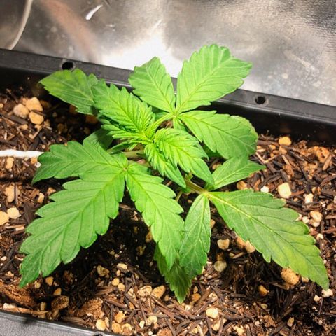 GSC 🌱 growlog timeline photo