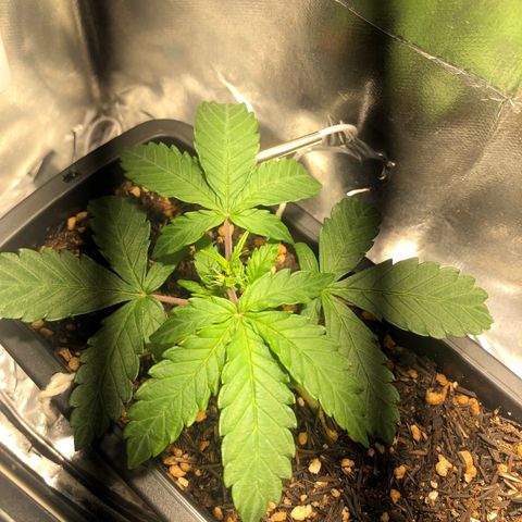 GSC 🌱 growlog timeline photo