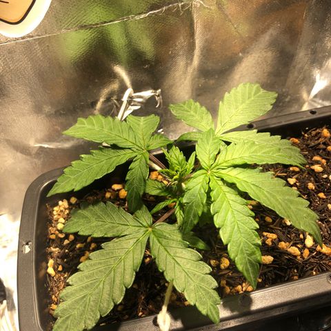GSC 🌱 growlog timeline photo