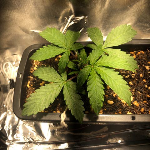 GSC 🌱 growlog timeline photo