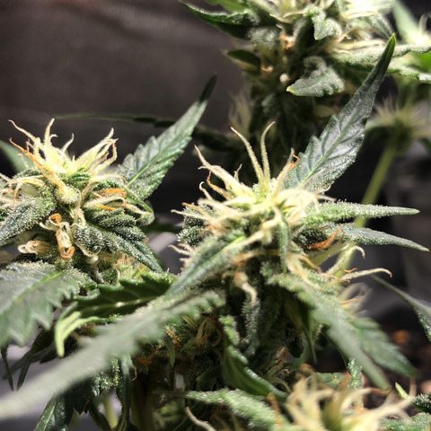 GSC 🌱 growlog timeline photo