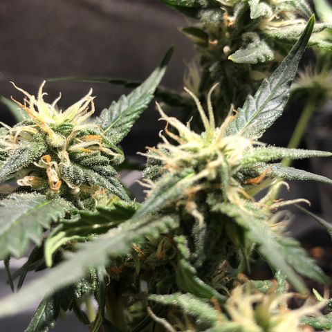 GSC 🌱 growlog timeline photo