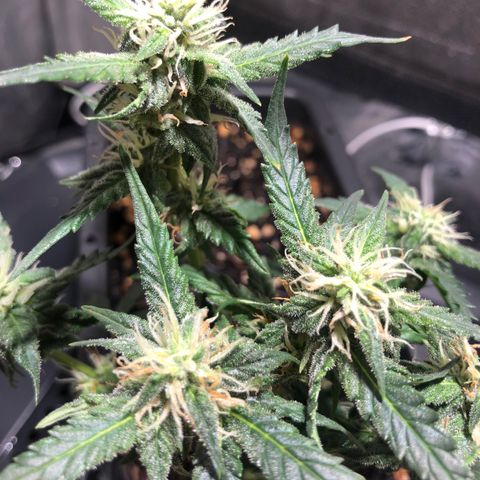 GSC 🌱 growlog timeline photo
