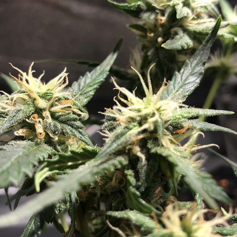 GSC 🌱 growlog timeline photo