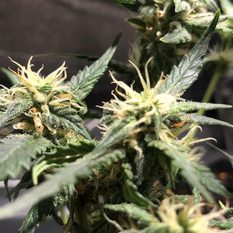 GSC 🌱 growlog timeline photo