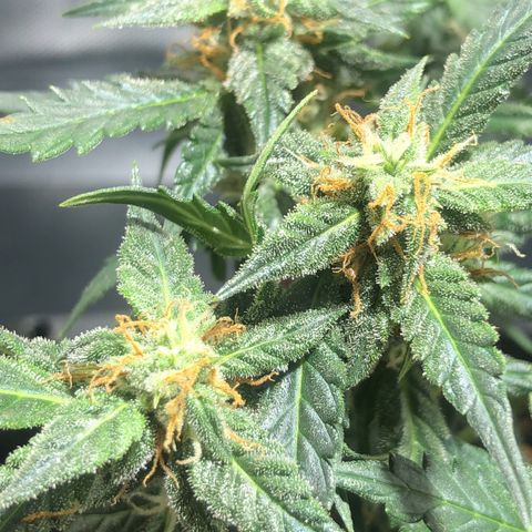 GSC 🌱 growlog timeline photo