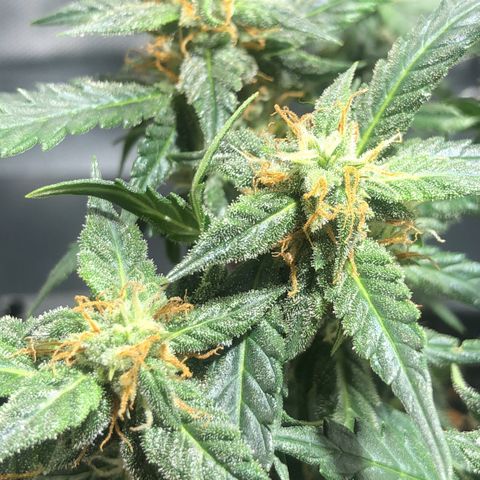 GSC 🌱 growlog timeline photo